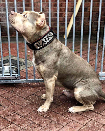 The "Kennel" collar- personalized! - Tampa Home & Garden Store