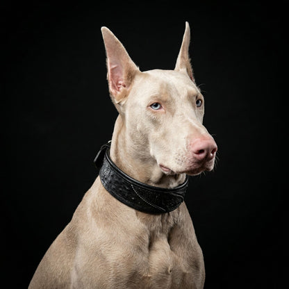 The "Korona" collar BLACK EDITION - Tampa Home & Garden Store