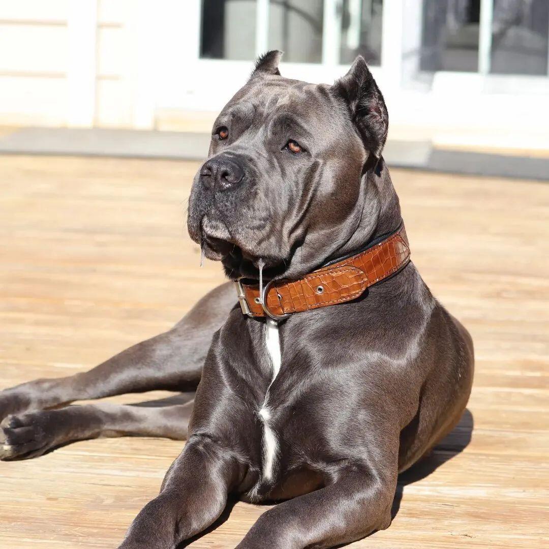 The "Korona" collar BROWN - Tampa Home & Garden Store