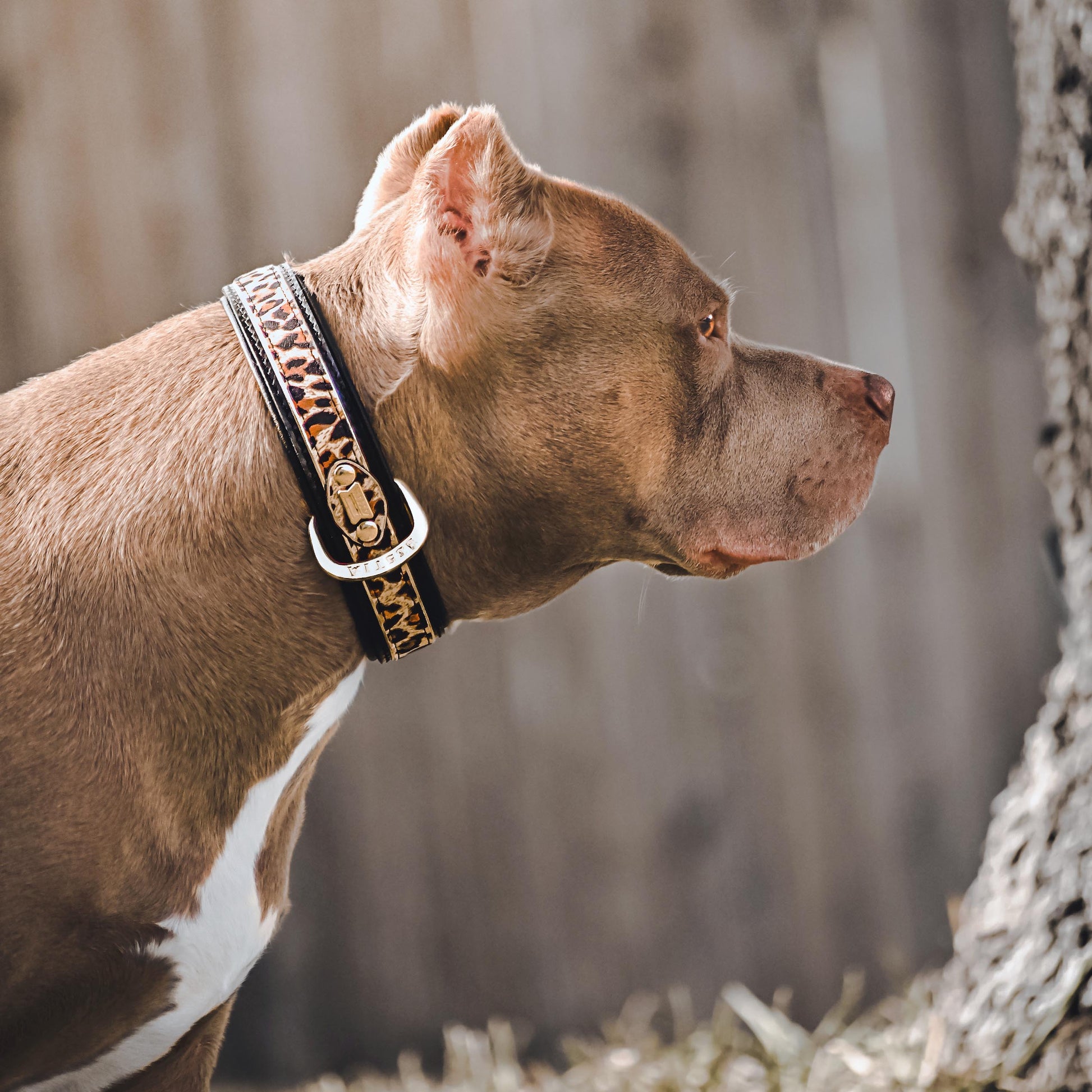 The Leopard Collar - Tampa Home & Garden Store