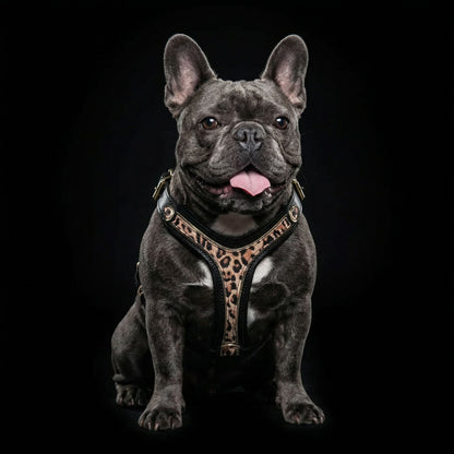 The Leopard Harness Small to Medium Size - Tampa Home & Garden Store