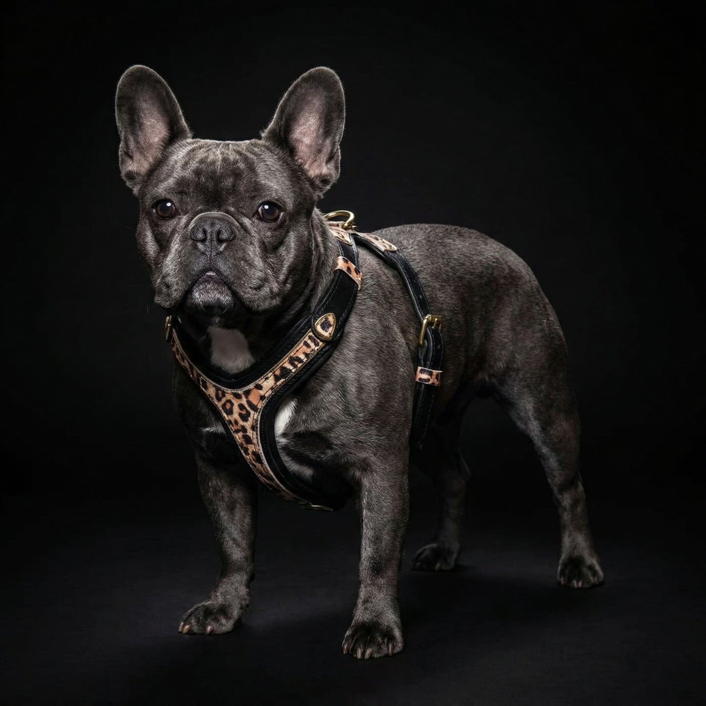 The Leopard Harness Small to Medium Size - Tampa Home & Garden Store