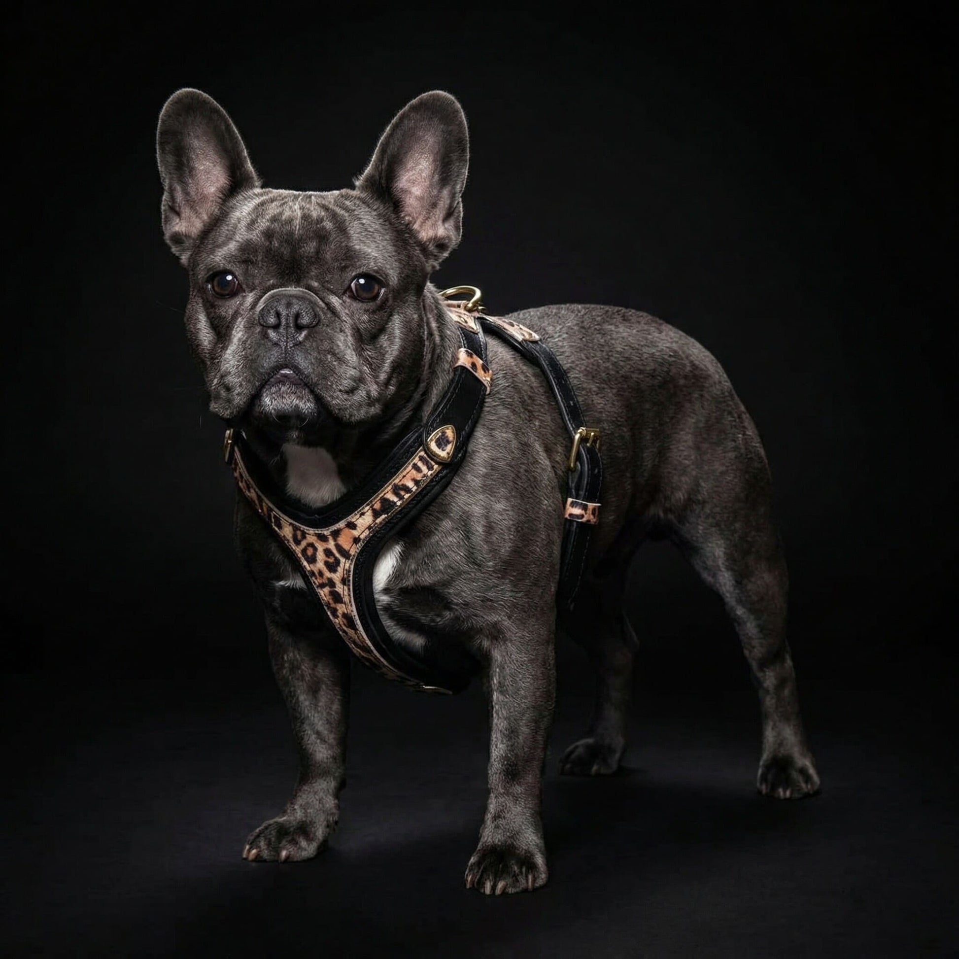 The Leopard Harness Small to Medium Size - Tampa Home & Garden Store
