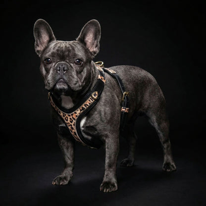 The Leopard Harness Small to Medium Size - Tampa Home & Garden Store