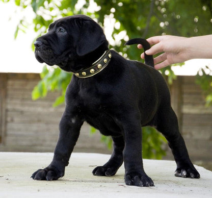 The "Maxi" collar - Tampa Home & Garden Store
