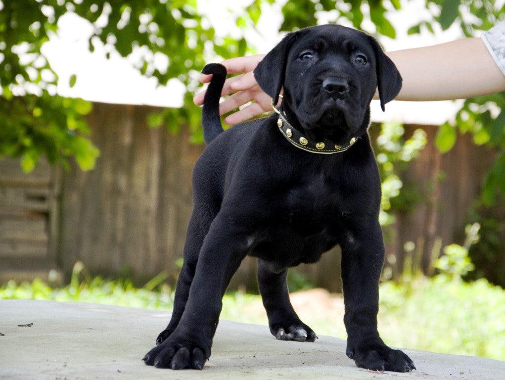 The "Maxi" collar - Tampa Home & Garden Store
