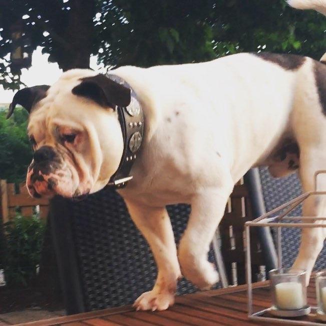 The "Maximus Silver" leash - Tampa Home & Garden Store