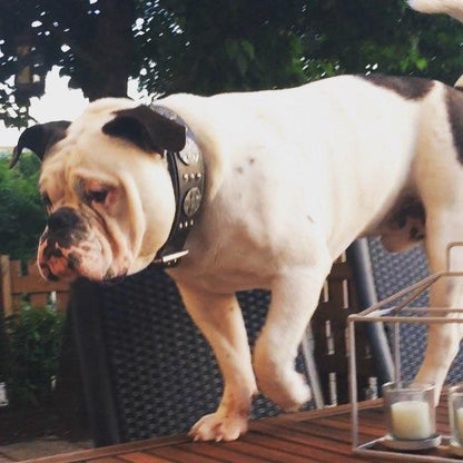 The "Maximus Silver" leash - Tampa Home & Garden Store