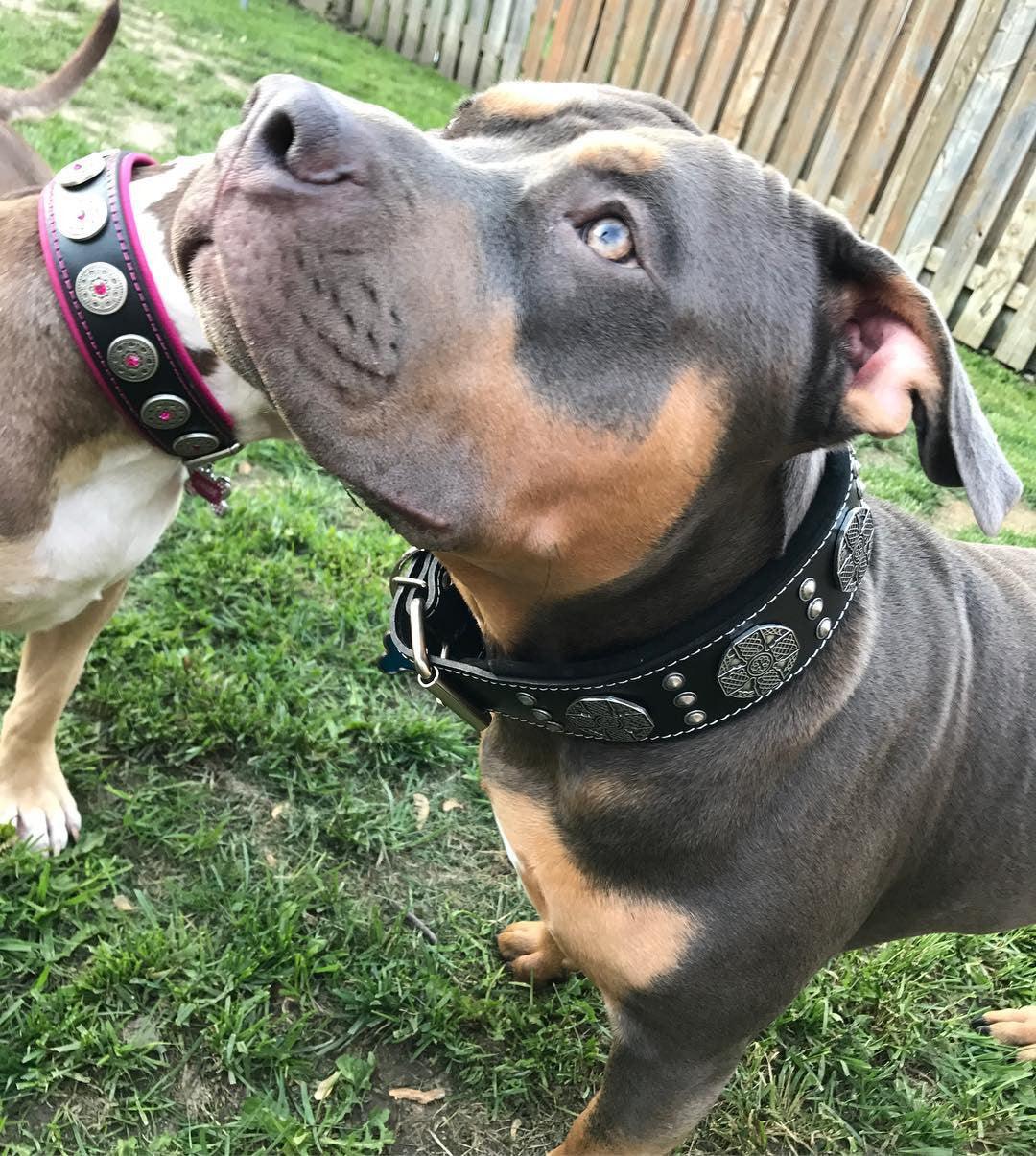 The "Maximus Silver" leash - Tampa Home & Garden Store