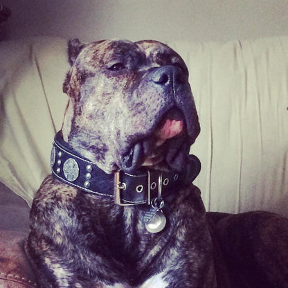 The "Maximus Silver" leash - Tampa Home & Garden Store