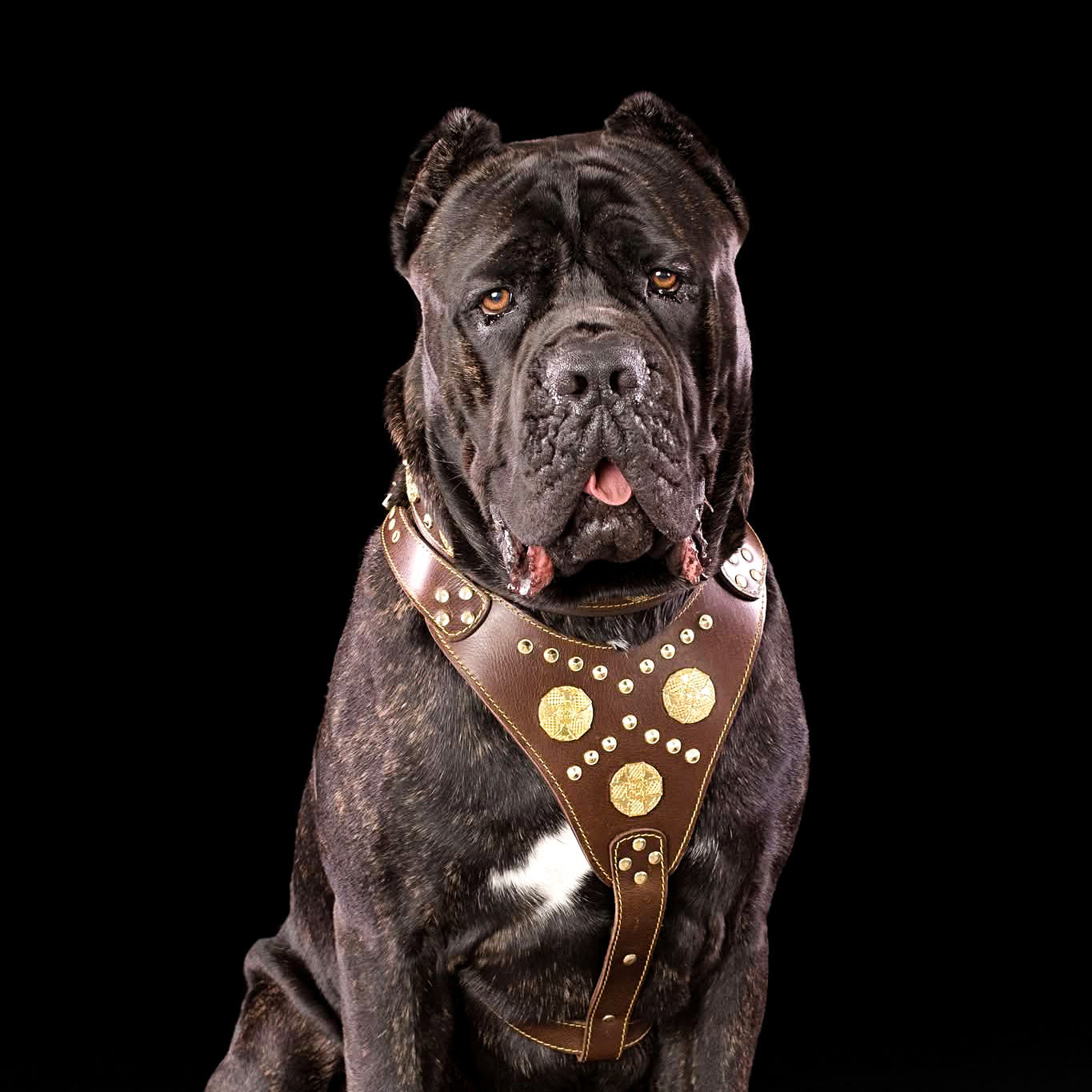 The "Maximus" brown harness - Tampa Home & Garden Store