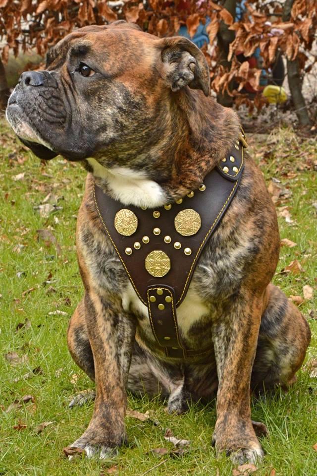 The "Maximus" brown harness - Tampa Home & Garden Store
