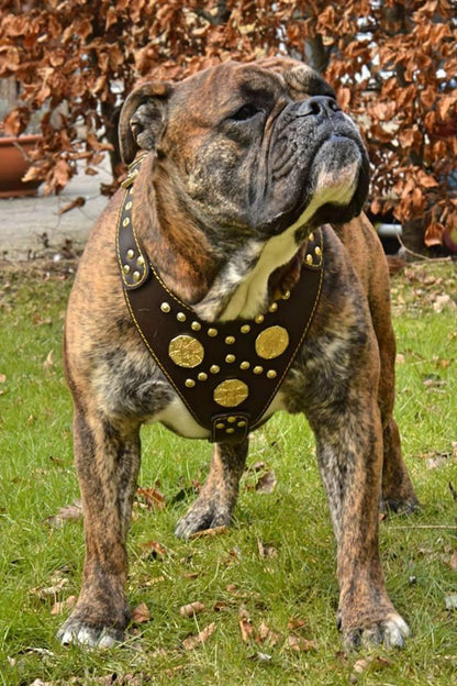 The "Maximus" brown harness - Tampa Home & Garden Store