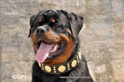The "Maximus" collar 2.5 inch wide black & gold - Tampa Home & Garden Store