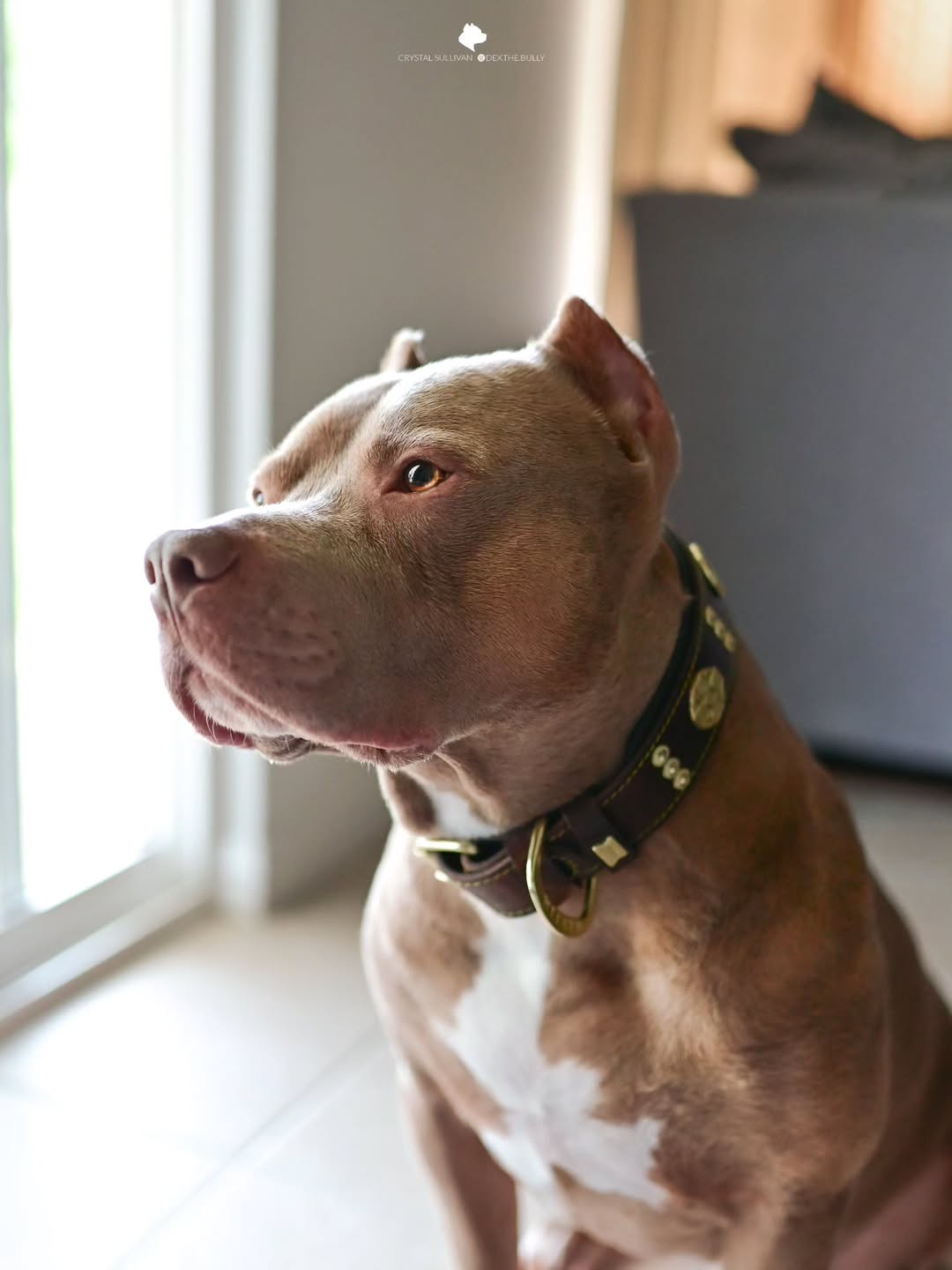 The "Maximus" collar 2.5 inch wide brown & gold - Tampa Home & Garden Store