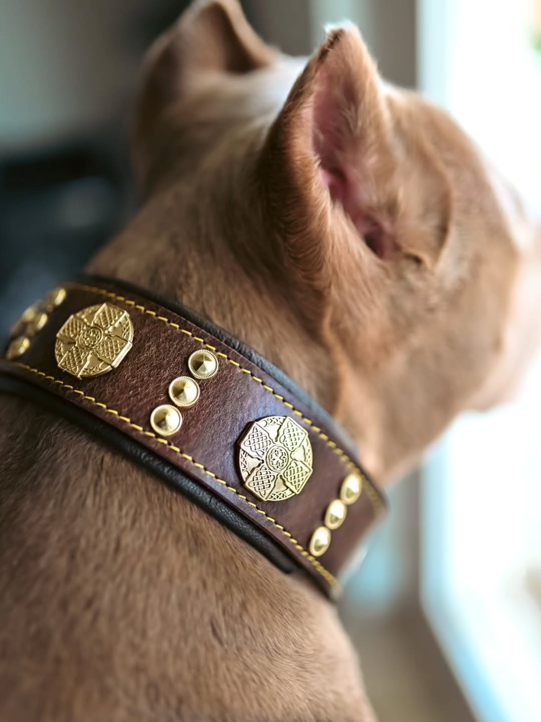 The "Maximus" collar 2.5 inch wide brown & gold - Tampa Home & Garden Store