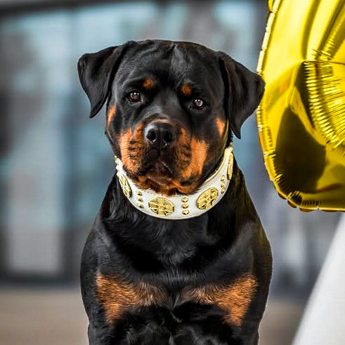 The "Maximus" collar 2.5 inch wide white & gold - Tampa Home & Garden Store