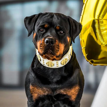 The "Maximus" collar 2.5 inch wide white & gold - Tampa Home & Garden Store