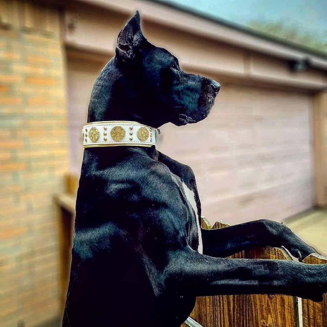 The "Maximus" collar 2.5 inch wide white & gold - Tampa Home & Garden Store