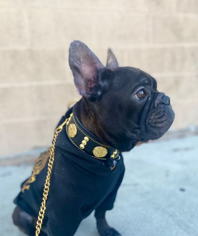 The "Maximus" collar 2 inch wide gold decoration - Tampa Home & Garden Store
