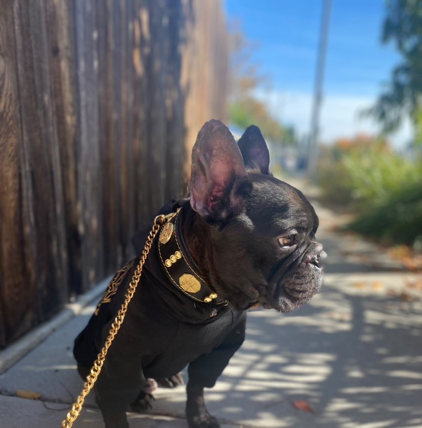 The "Maximus" collar 2 inch wide gold decoration - Tampa Home & Garden Store