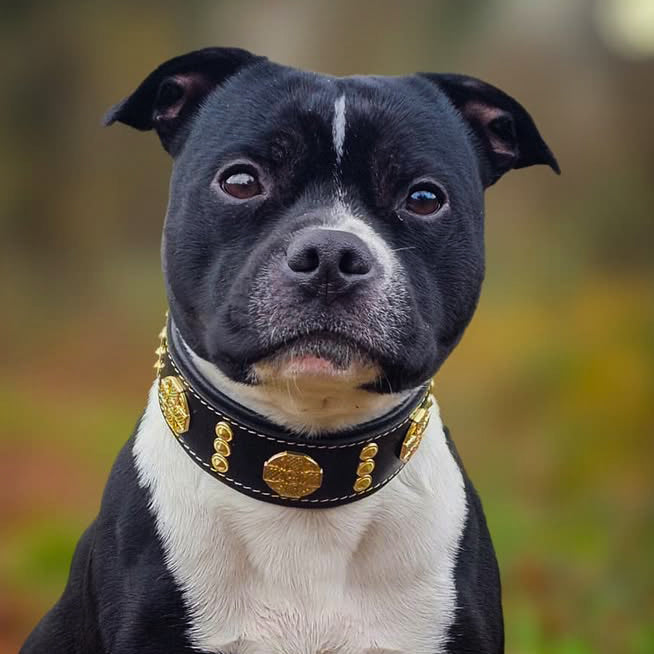 The "Maximus" collar 2 inch wide gold decoration - Tampa Home & Garden Store