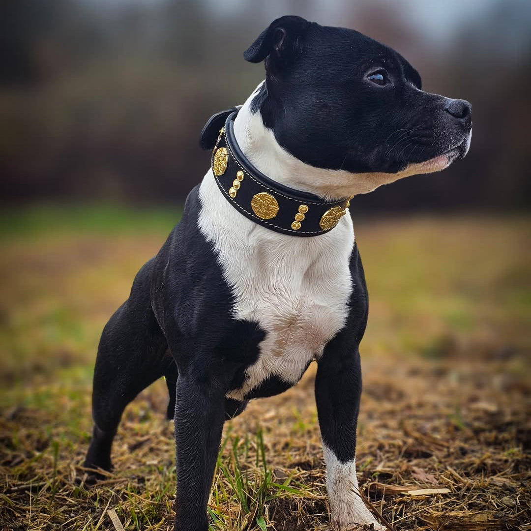 The "Maximus" collar 2 inch wide gold decoration - Tampa Home & Garden Store