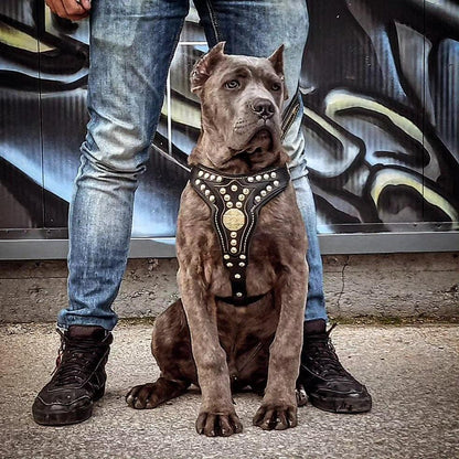 The ''Maximus'' harness V2 Medium Size - Tampa Home & Garden Store