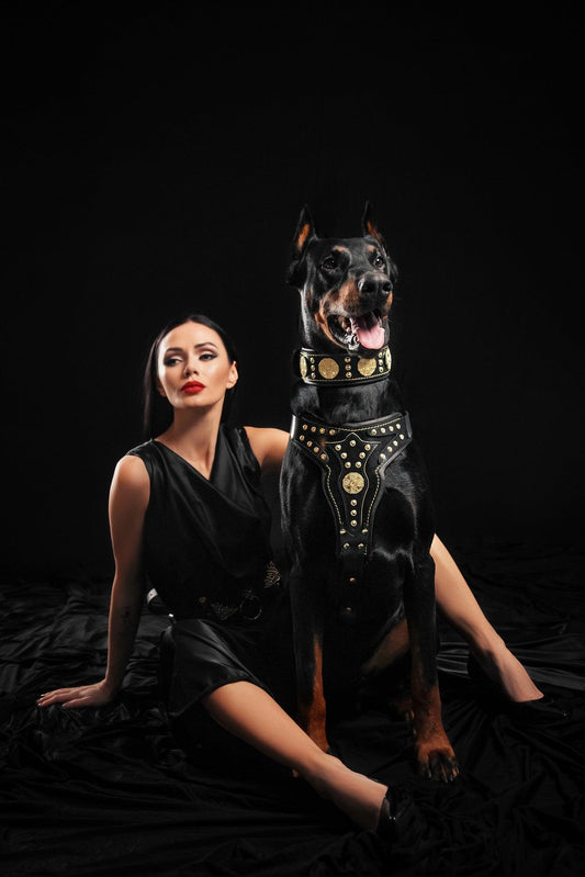 The "Maximus" harness V2 - Tampa Home & Garden Store