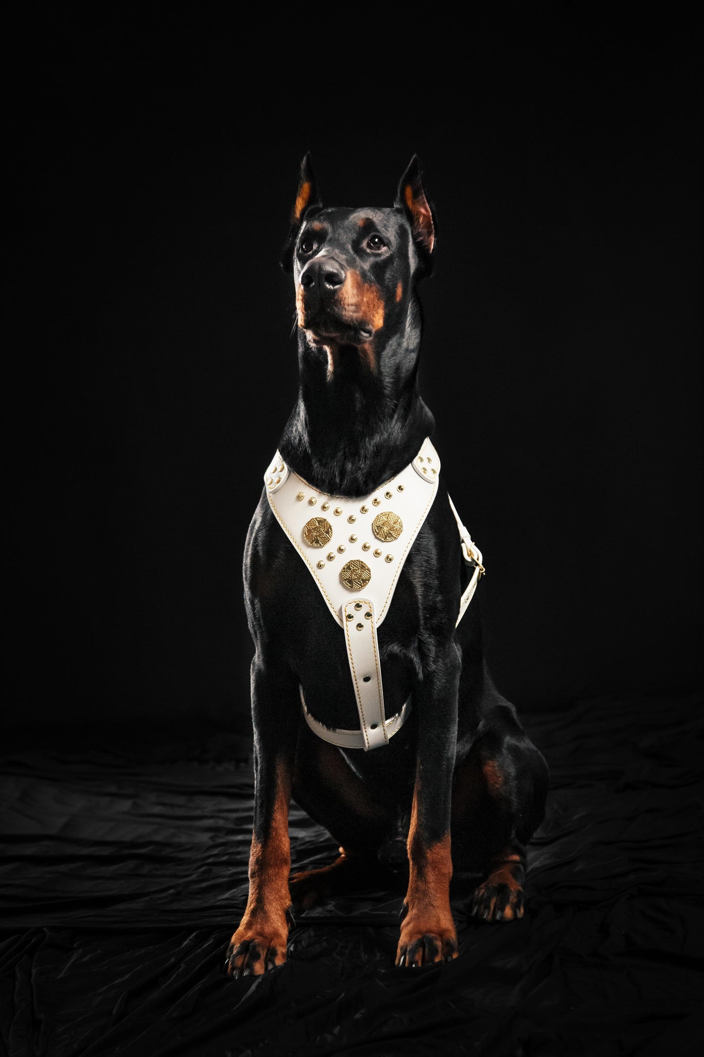 The "Maximus" harness White - Tampa Home & Garden Store