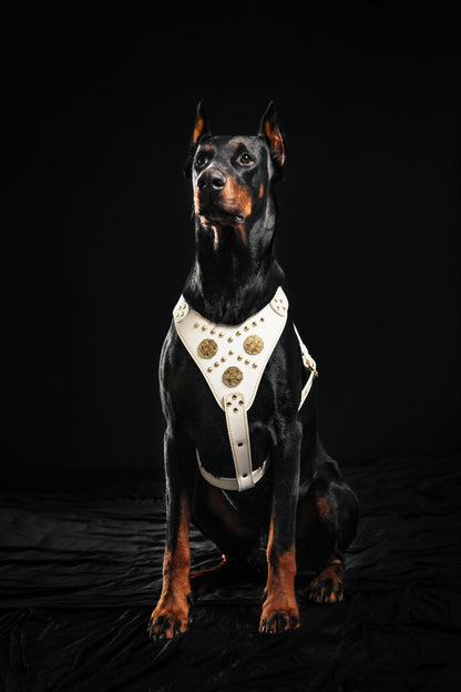 The "Maximus" harness White - Tampa Home & Garden Store