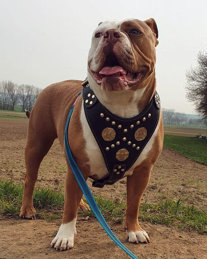 The "Maximus" harness black & gold - Tampa Home & Garden Store