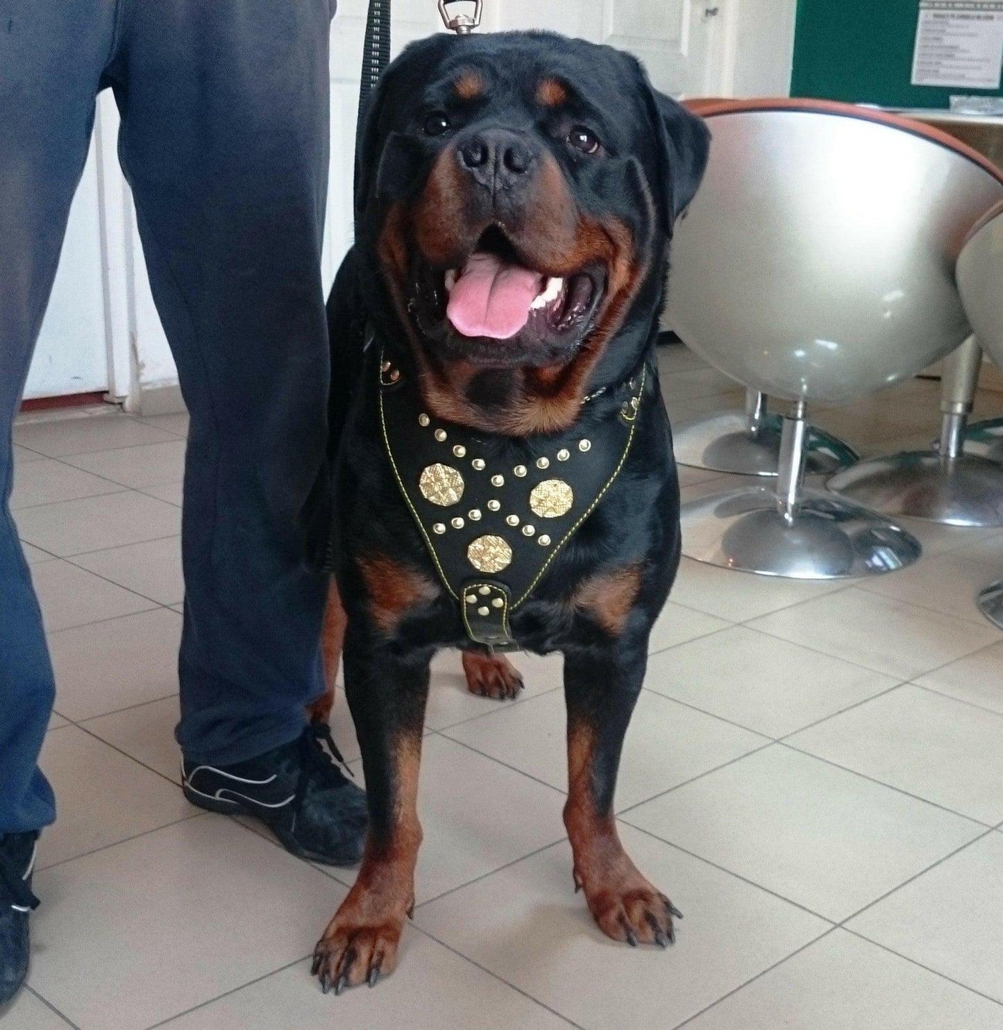 The "Maximus" harness black & gold - Tampa Home & Garden Store