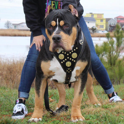 The "Maximus" harness black & gold - Tampa Home & Garden Store