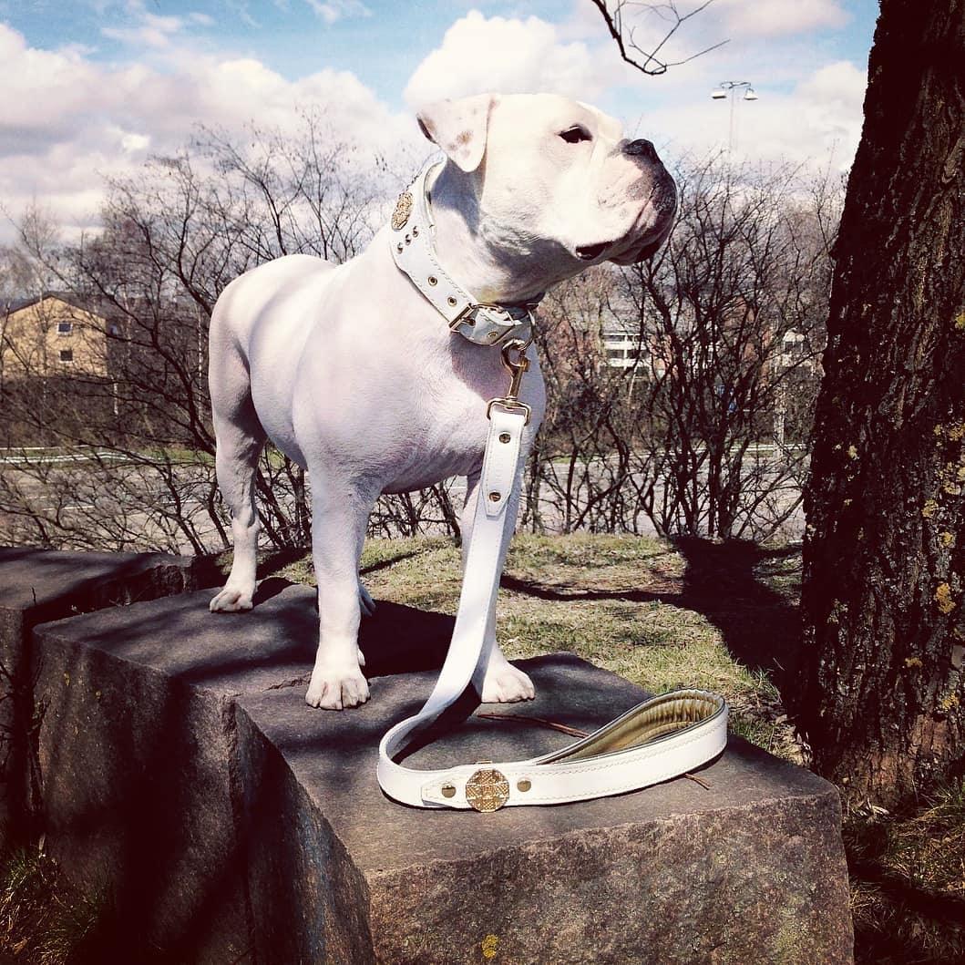 The "Maximus" leash white & gold - Tampa Home & Garden Store