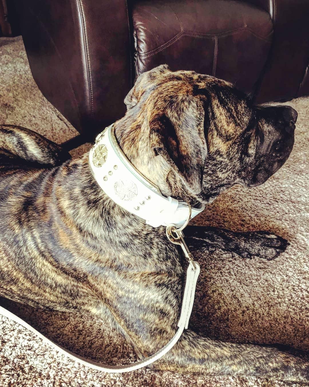 The "Maximus" leash white & gold - Tampa Home & Garden Store