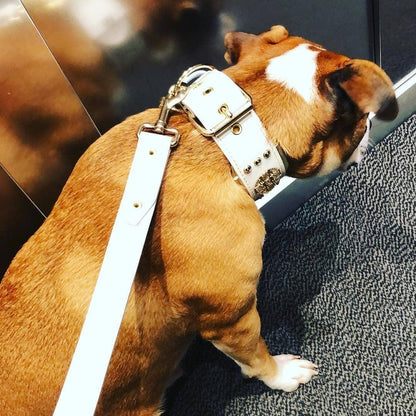 The "Maximus" leash white & gold - Tampa Home & Garden Store
