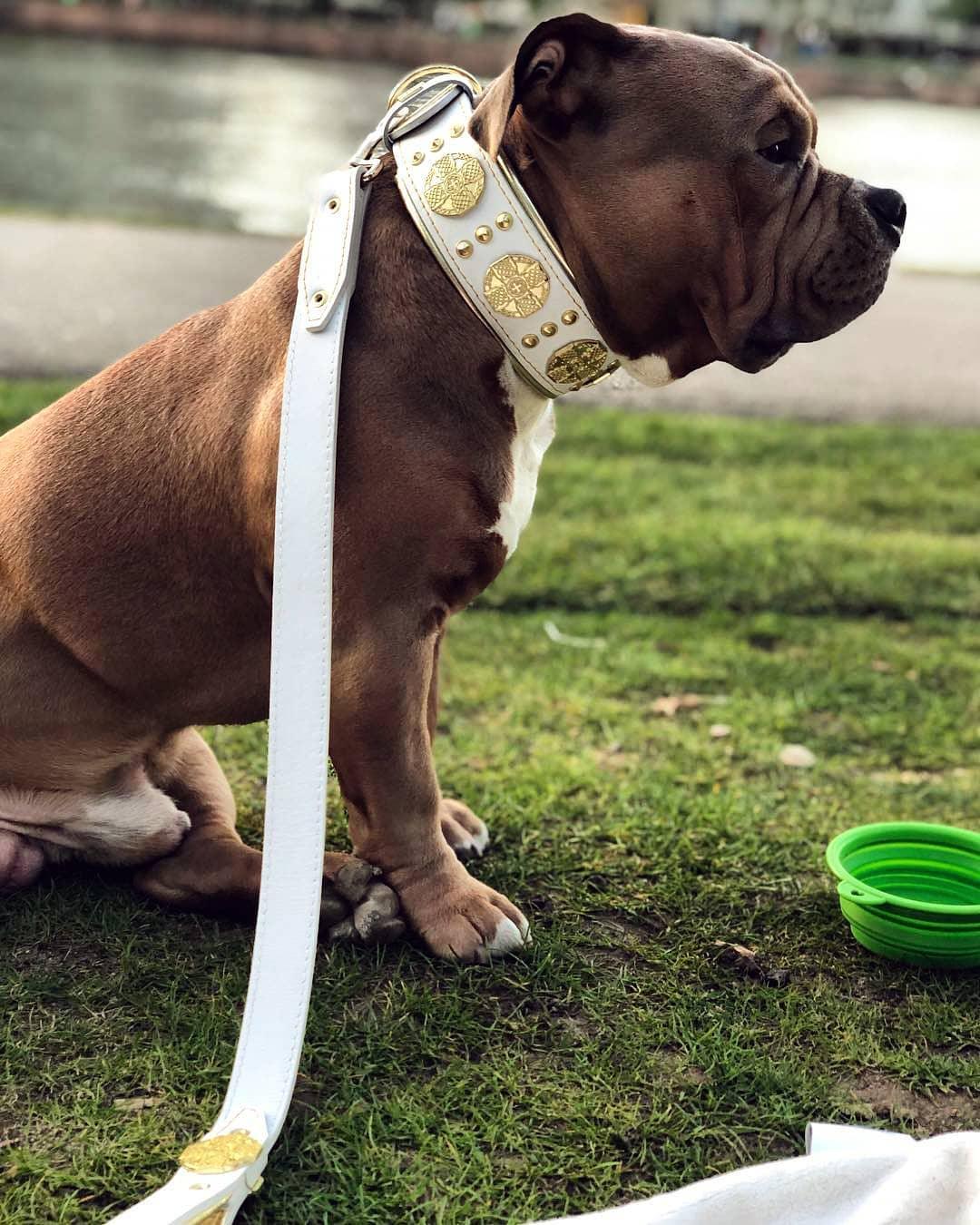 The "Maximus" leash white & gold - Tampa Home & Garden Store