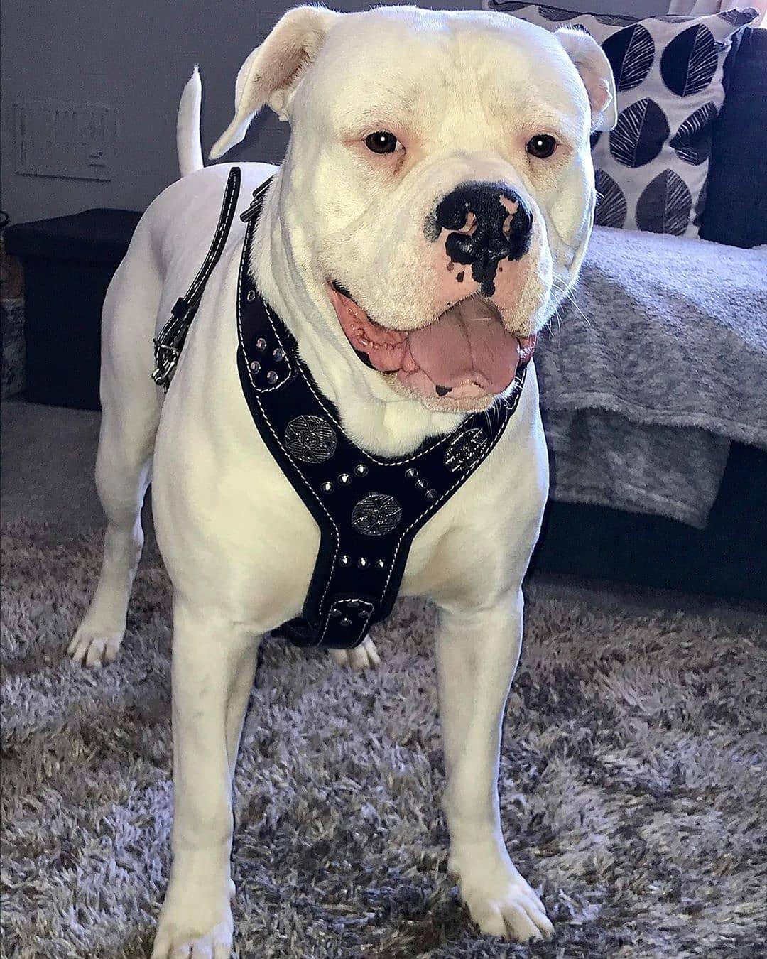 The "Maximus" silver harness - Tampa Home & Garden Store