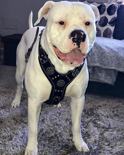 The "Maximus" silver harness - Tampa Home & Garden Store