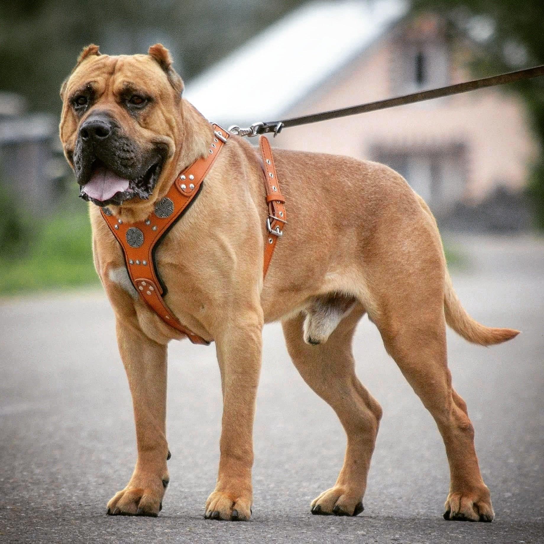 The "Maximus" silver harness - Tampa Home & Garden Store
