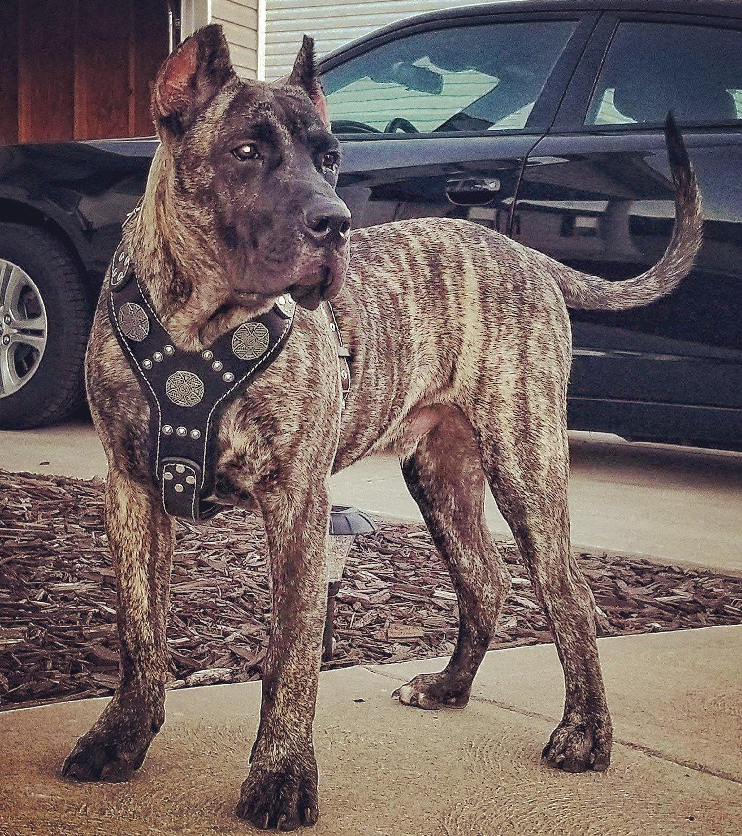 The "Maximus" silver harness - Tampa Home & Garden Store