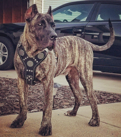 The "Maximus" silver harness - Tampa Home & Garden Store