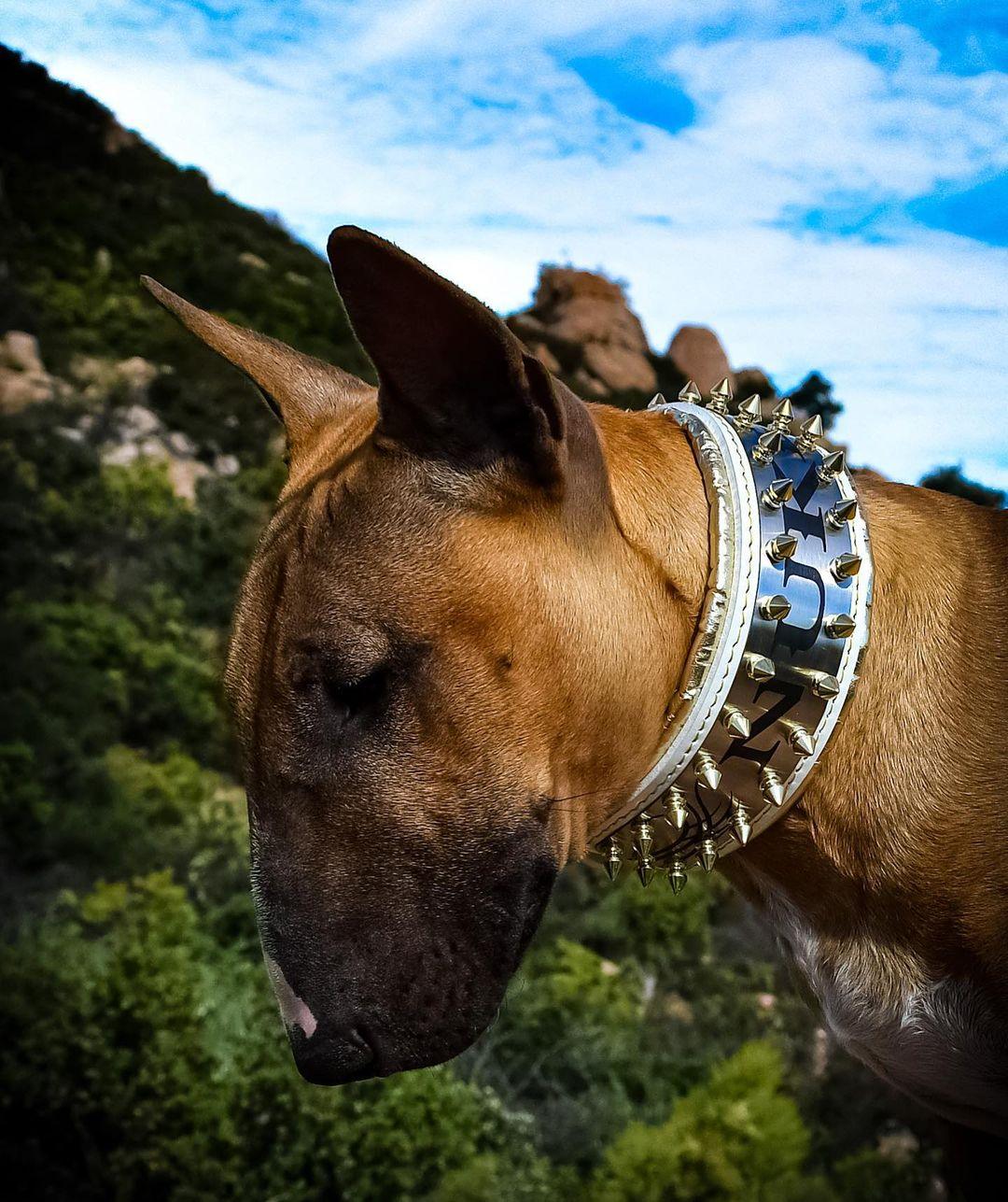The "Metal" collar White & Gold- personalized! - Tampa Home & Garden Store