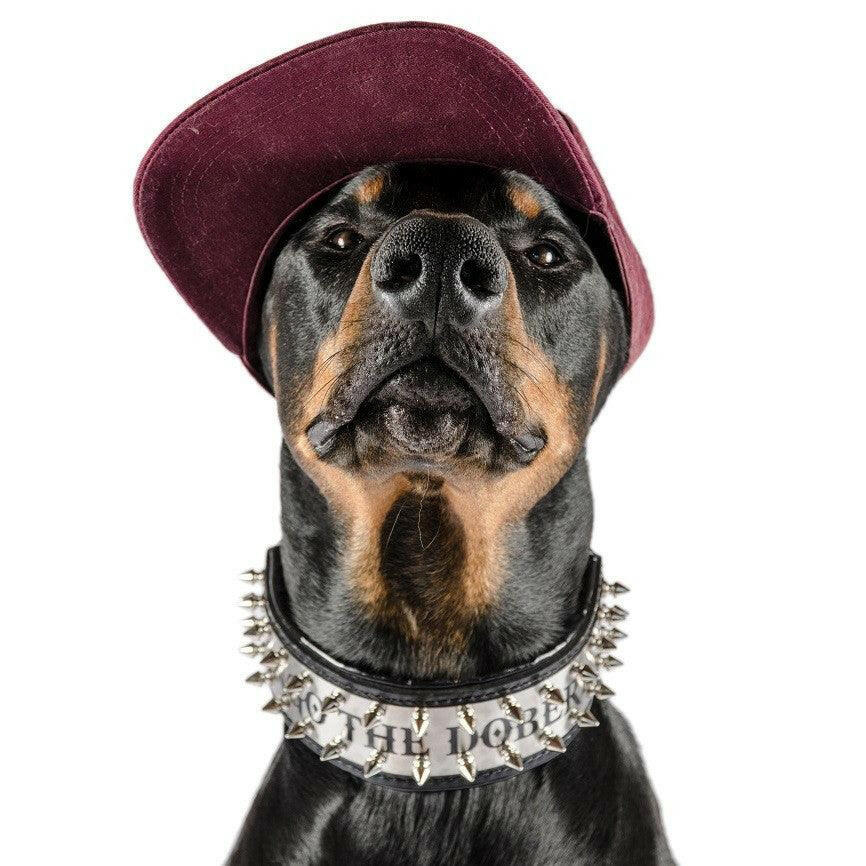 The "Metal" collar- personalized! - Tampa Home & Garden Store