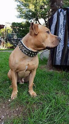 The "Metal" collar- personalized! - Tampa Home & Garden Store