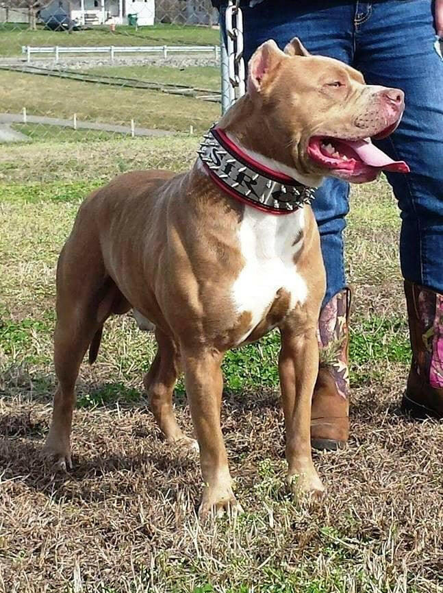 The "Metal" collar- personalized! - Tampa Home & Garden Store