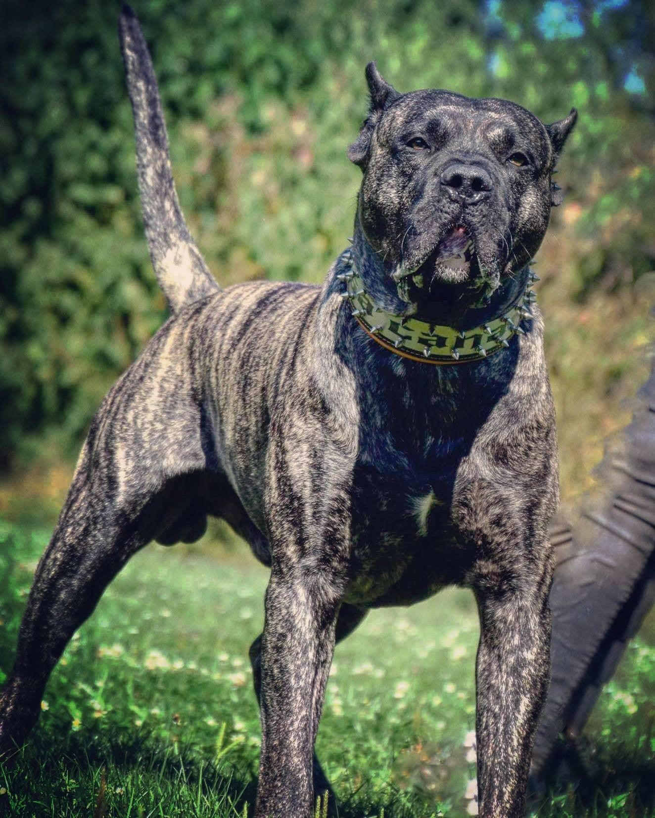 The "Metal" collar- personalized! - Tampa Home & Garden Store