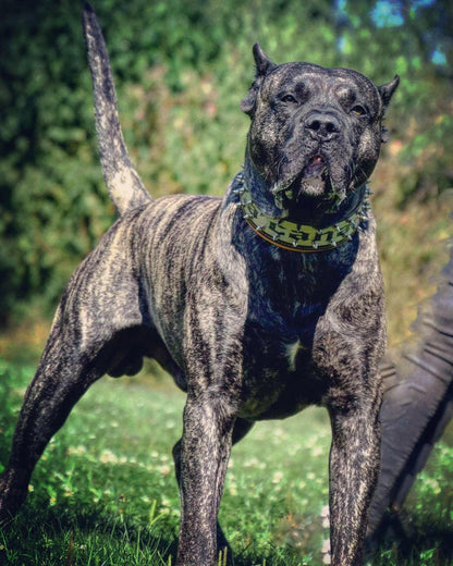 The "Metal" collar- personalized! - Tampa Home & Garden Store