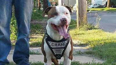 The "Metal" harness- Personalized! - Tampa Home & Garden Store